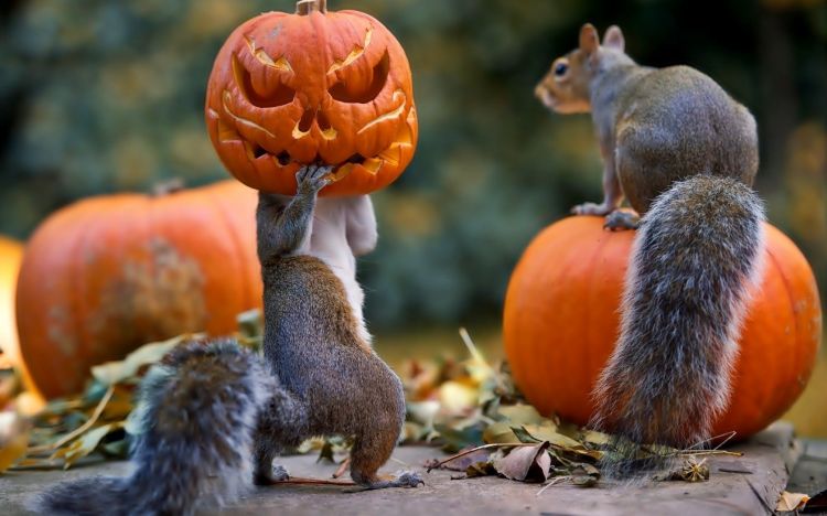 Wallpapers Digital Art Hollidays - Halloween halloween_squirrels