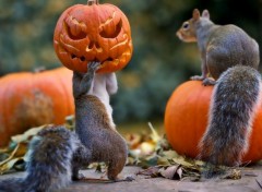  Digital Art halloween_squirrels