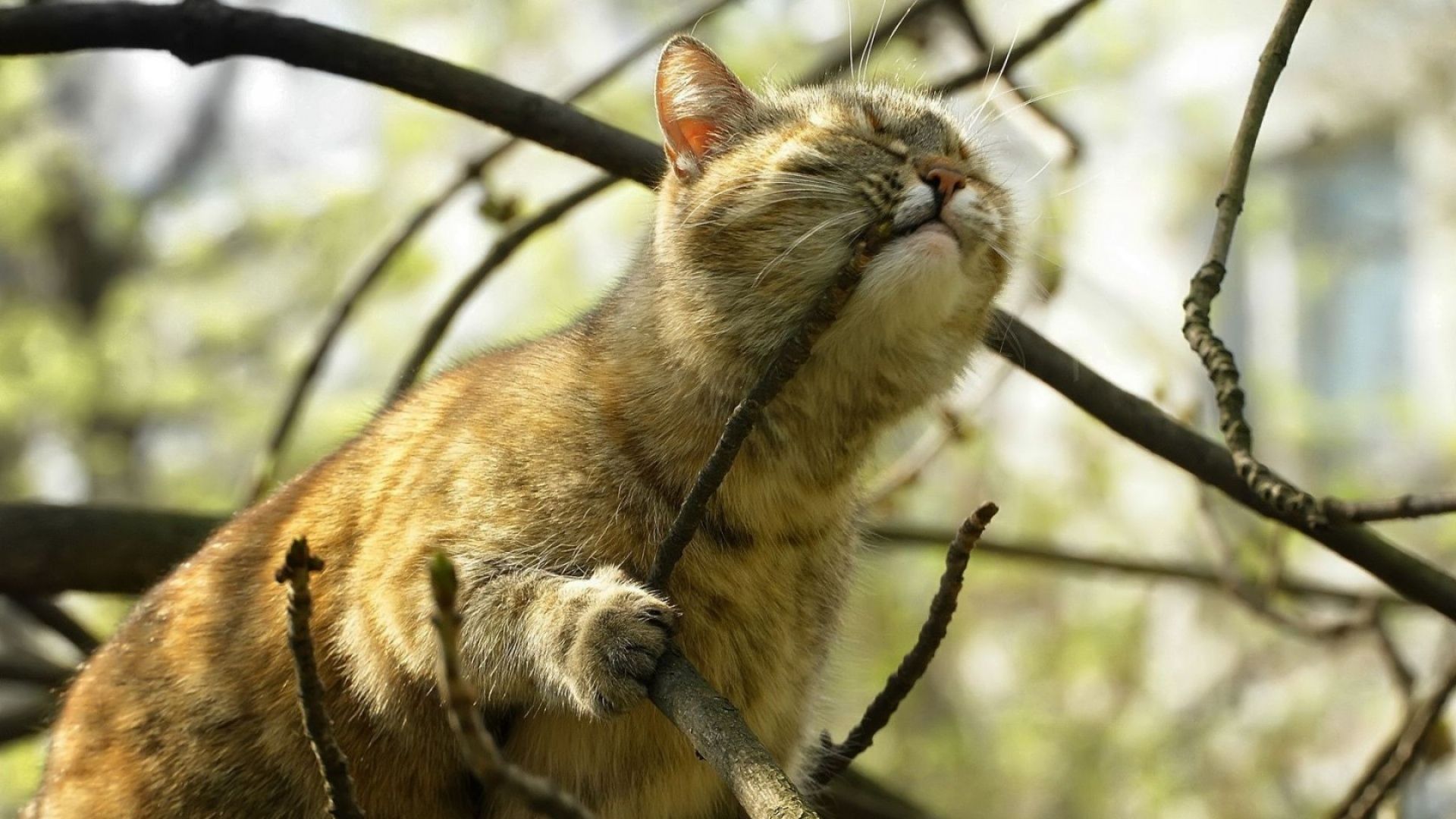 Fonds d'cran Animaux Chats - Chatons 