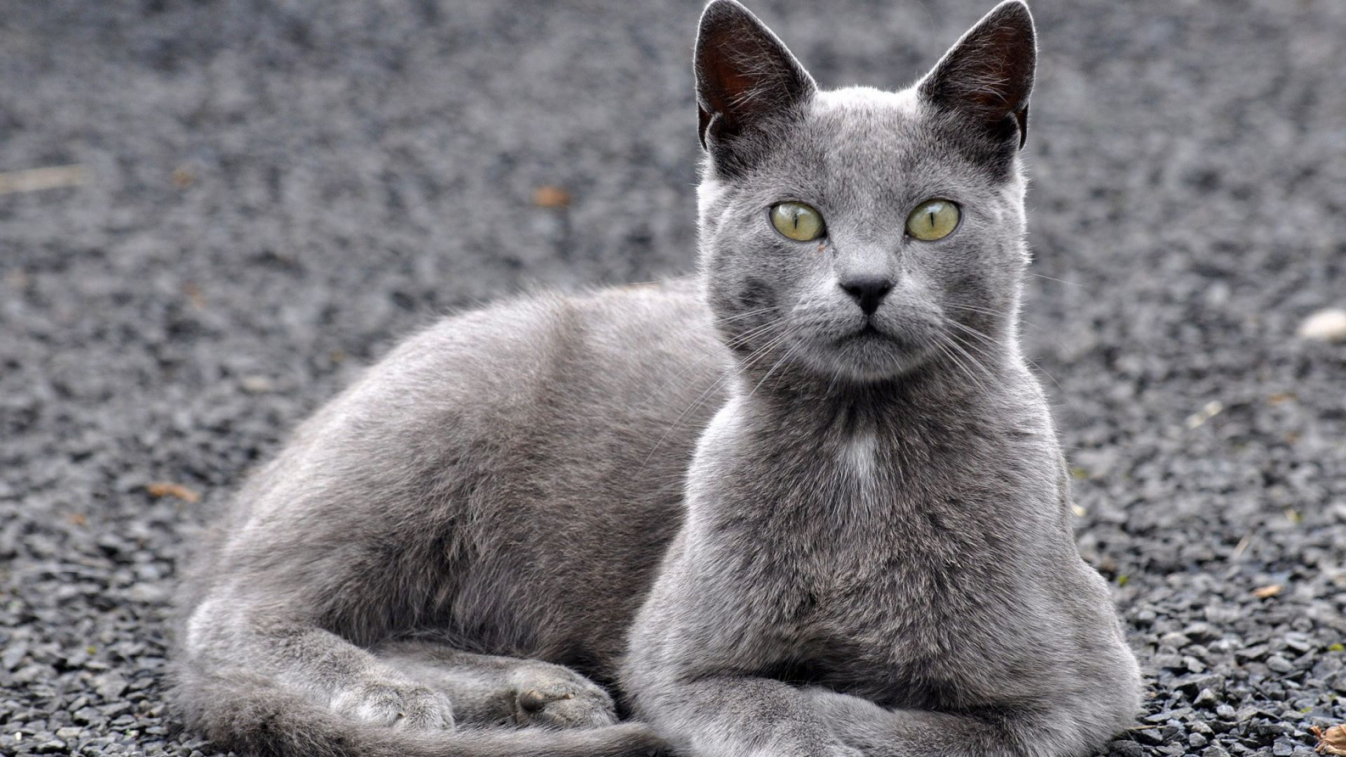 Fonds d'cran Animaux Chats - Chatons 