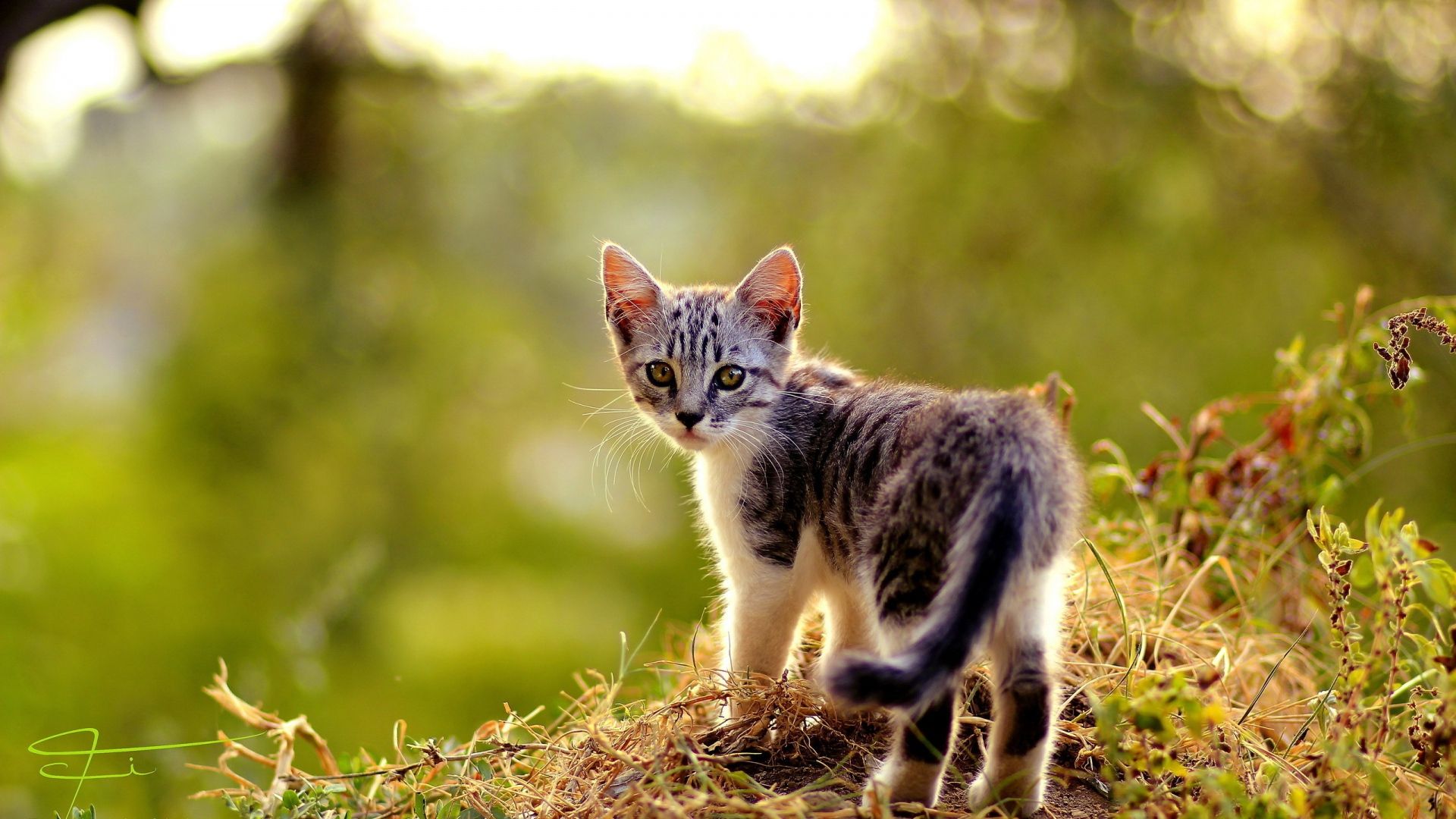 Wallpapers Animals Cats - Kittens 