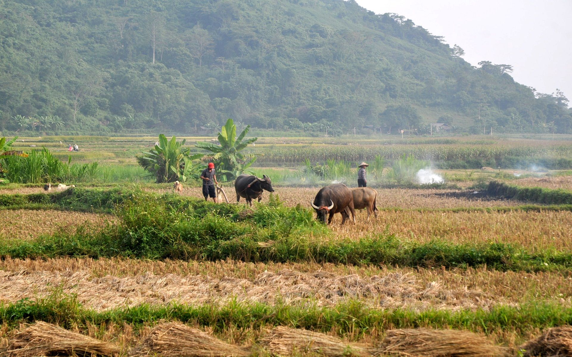 Wallpapers Nature Landscapes Moisson vietnamienne