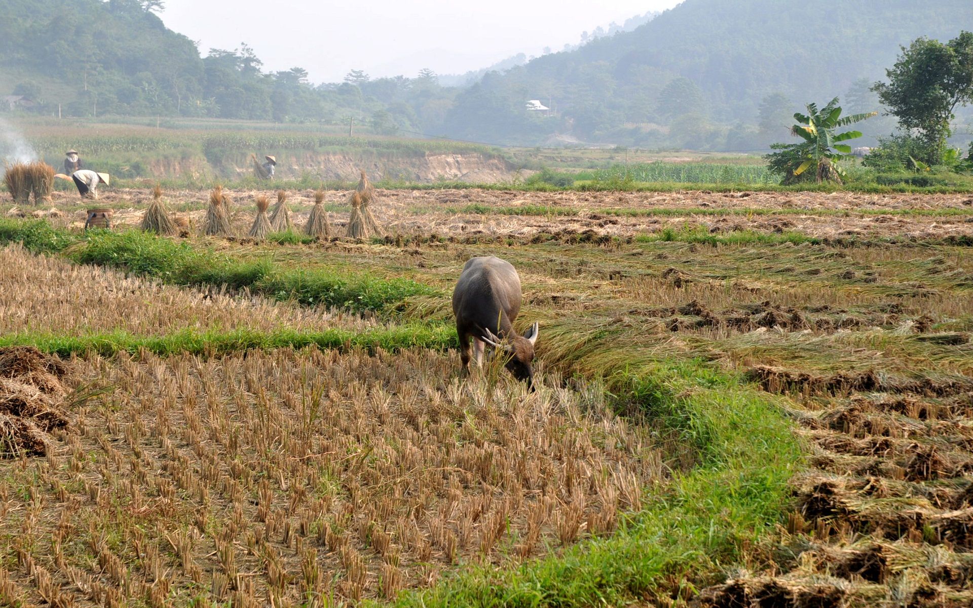 Fonds d'cran Nature Paysages Moisson vietnamienne