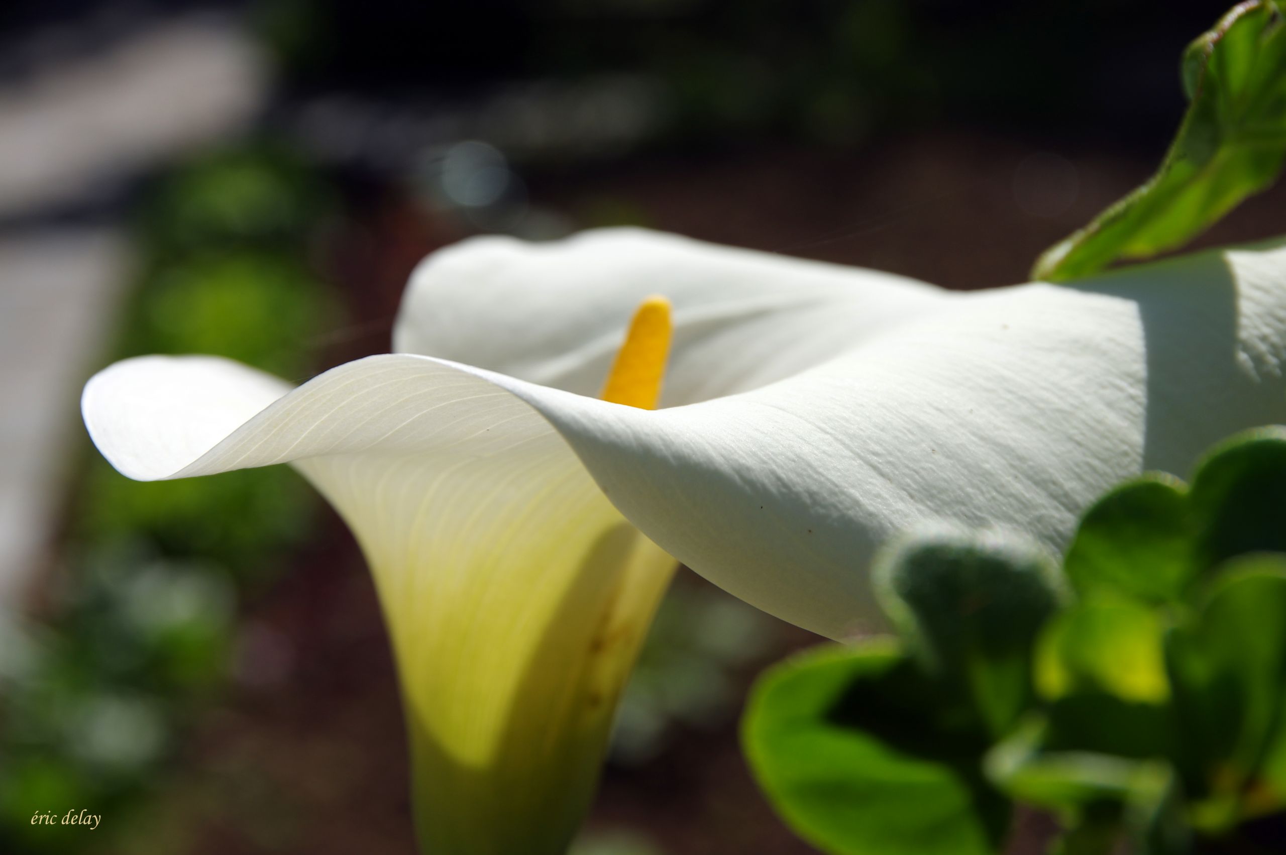 Fonds d'cran Nature Fleurs Fleur