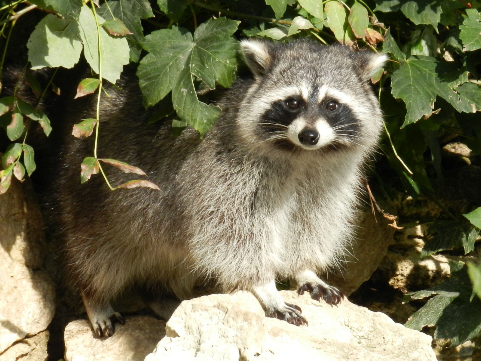 Wallpapers Animals Raccoons 