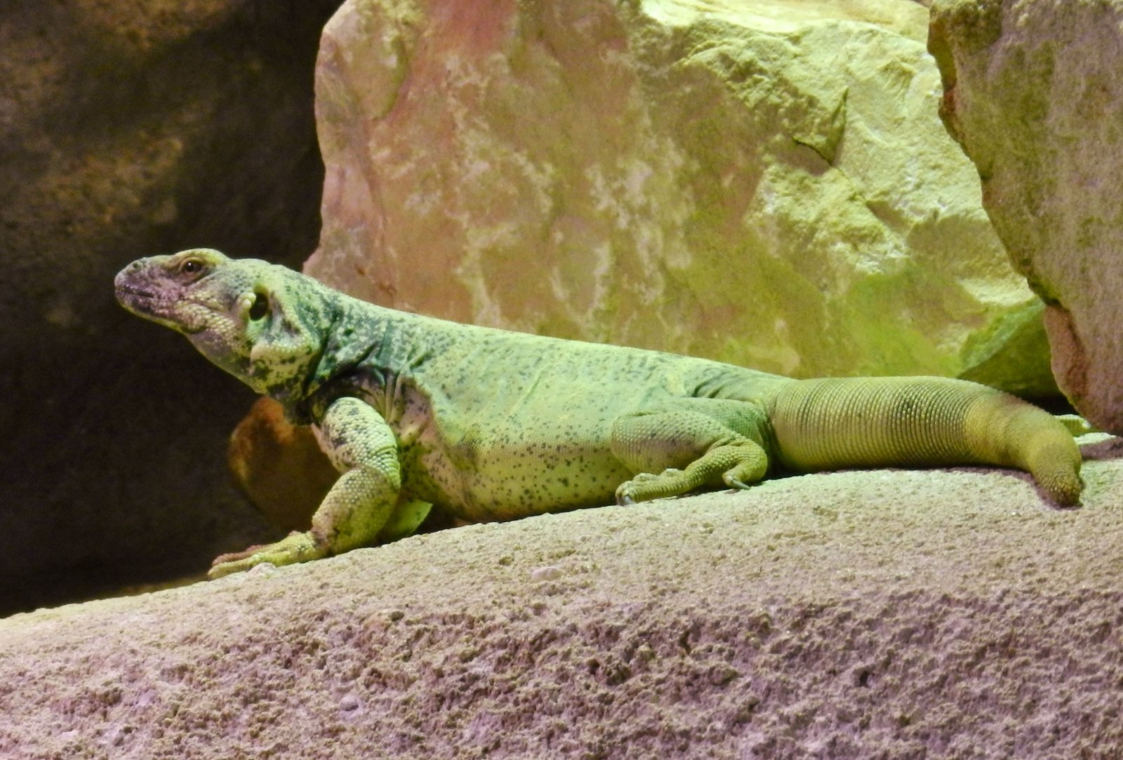 Wallpapers Animals Iguanas 