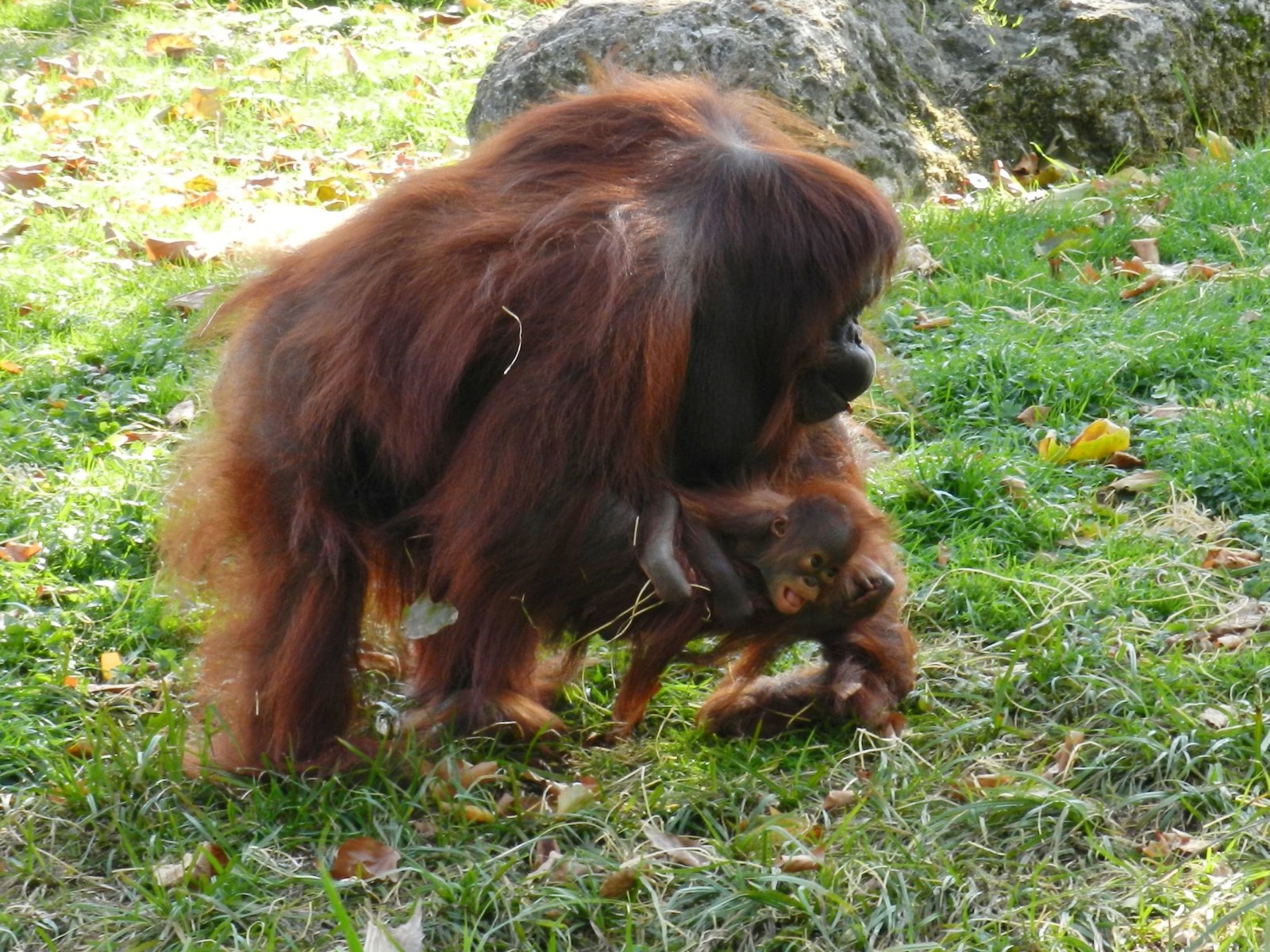 Fonds d'cran Animaux Singes 