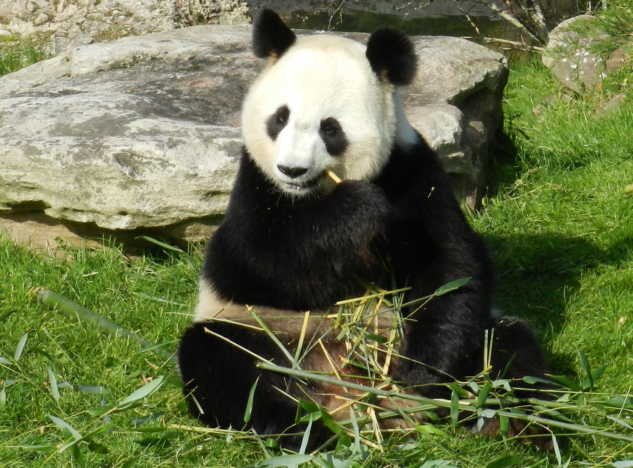 Fonds d'cran Animaux Pandas 