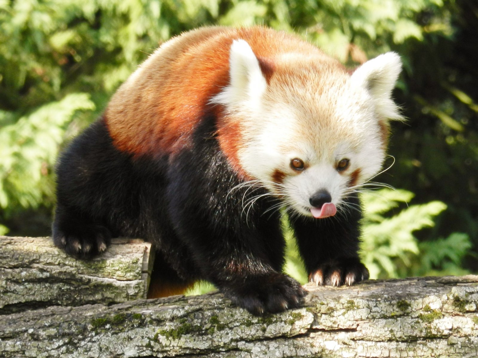 Wallpapers Animals Red pandas 