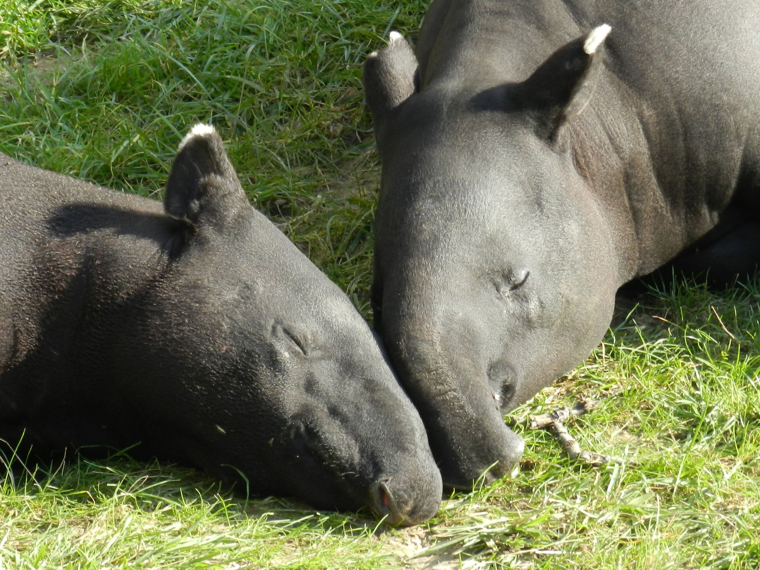 Fonds d'cran Animaux Divers 