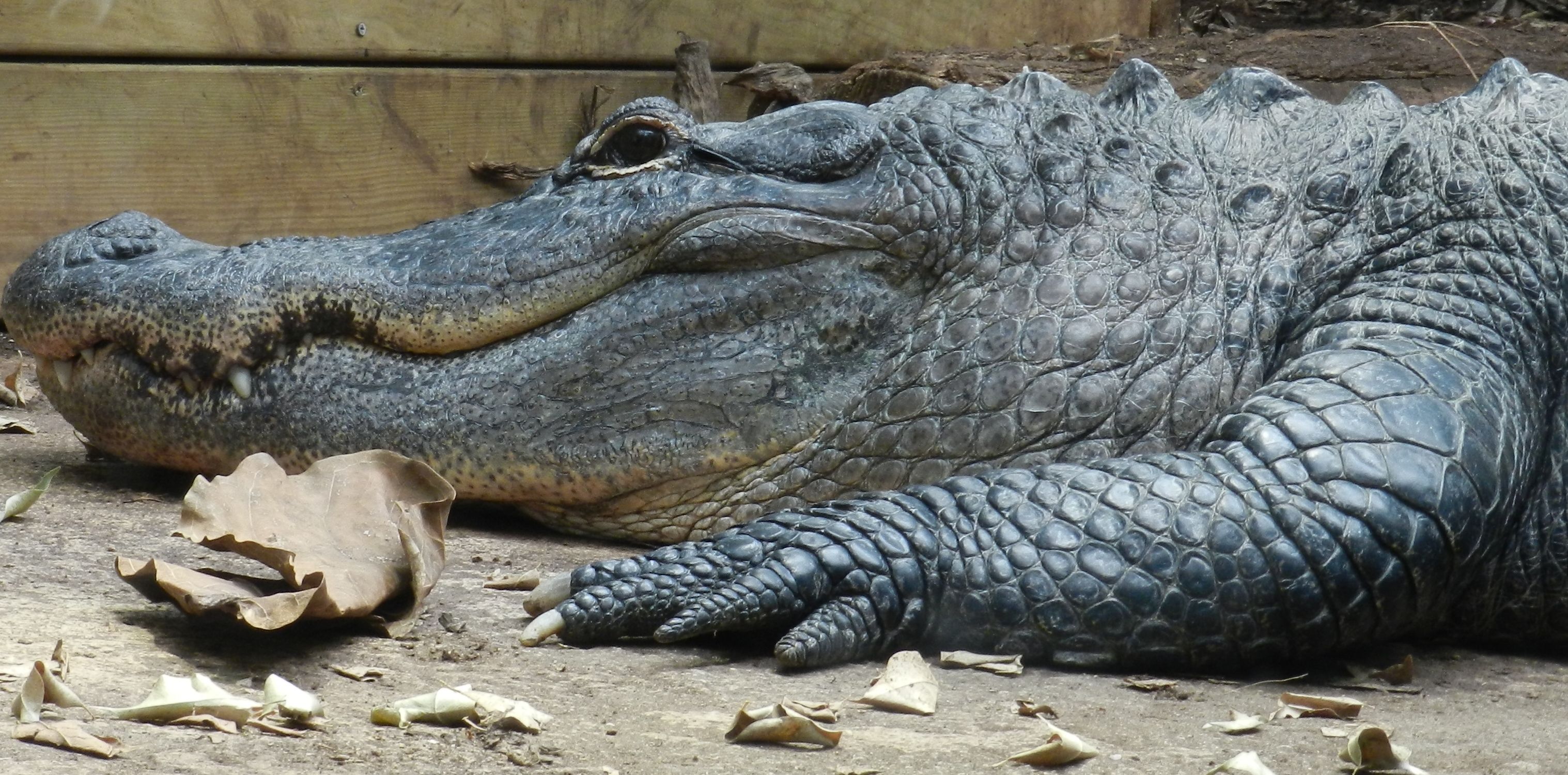 Wallpapers Animals Crocodile - Alligator - Caiman 