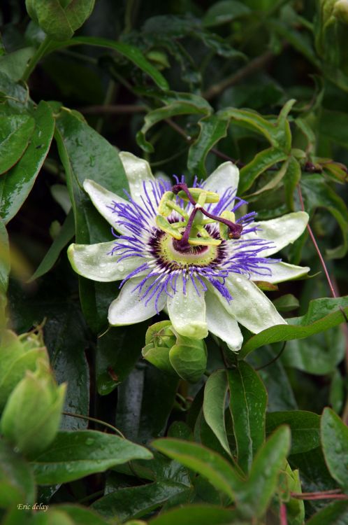 Fonds d'cran Nature Fleurs Paciflore