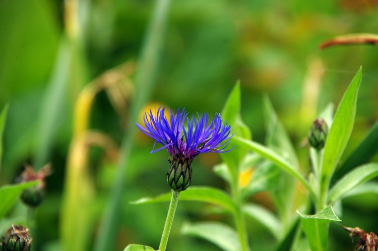 Fonds d'cran Nature Fleurs Fleur