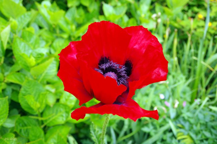 Fonds d'cran Nature Fleurs Fleur