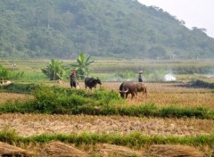  Nature Moisson vietnamienne