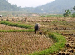  Nature Moisson vietnamienne