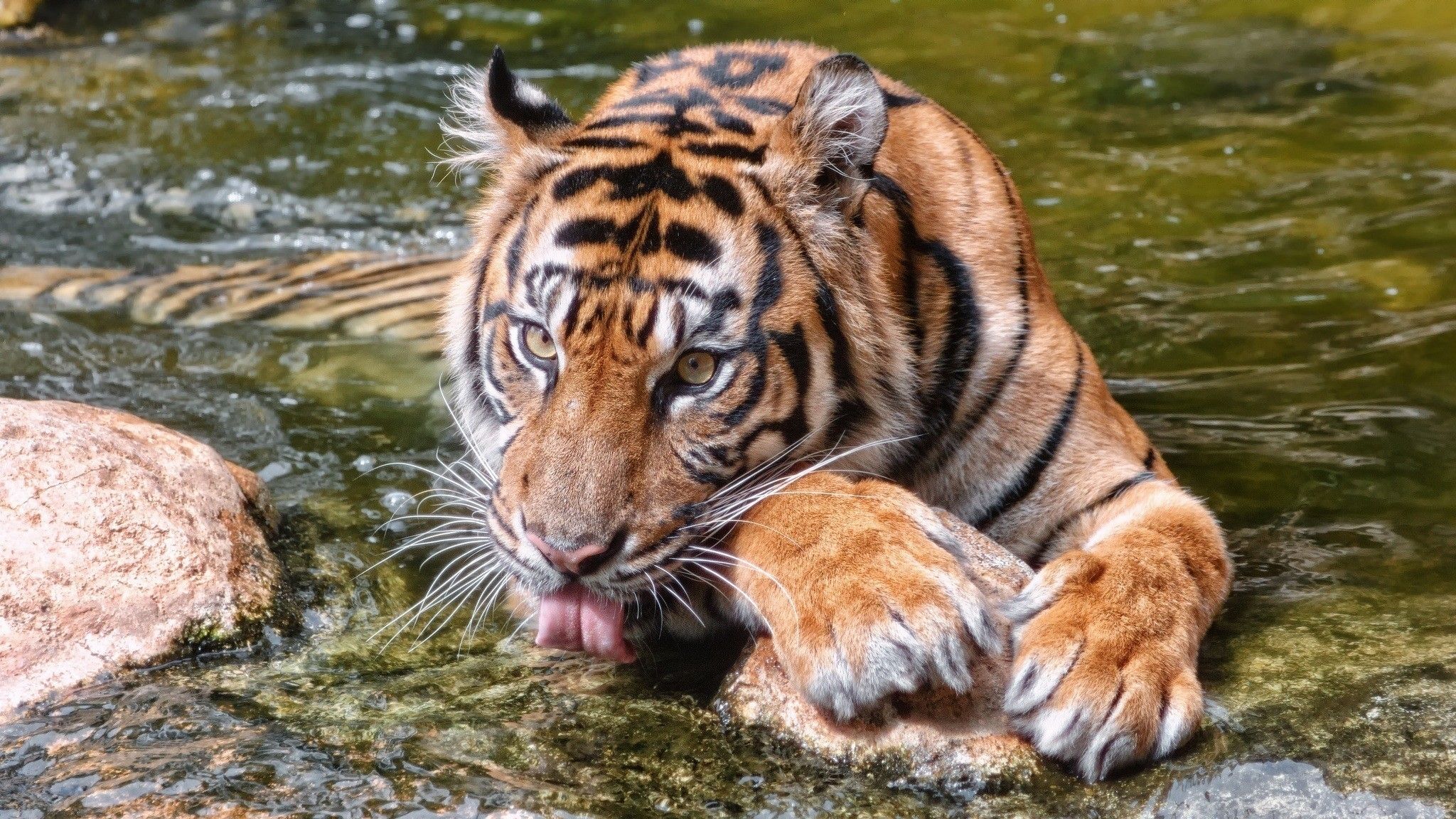 Fonds d'cran Animaux Flins - Tigres 