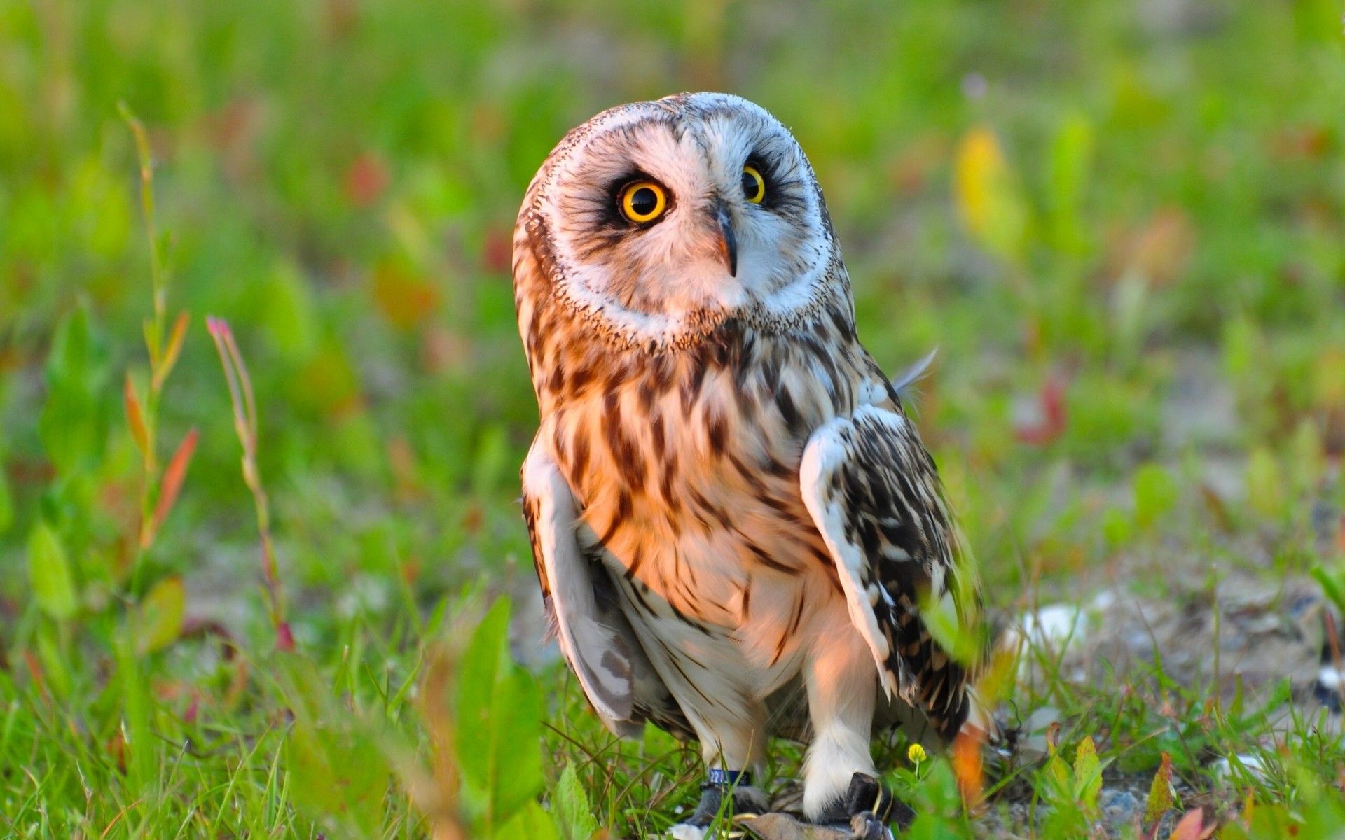 Fonds d'cran Animaux Oiseaux - Hiboux et Chouettes 