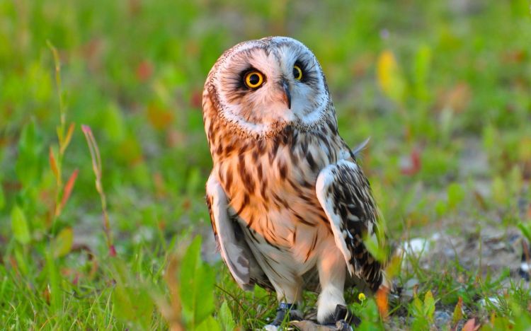 Fonds d'cran Animaux Oiseaux - Hiboux et Chouettes Wallpaper N427869