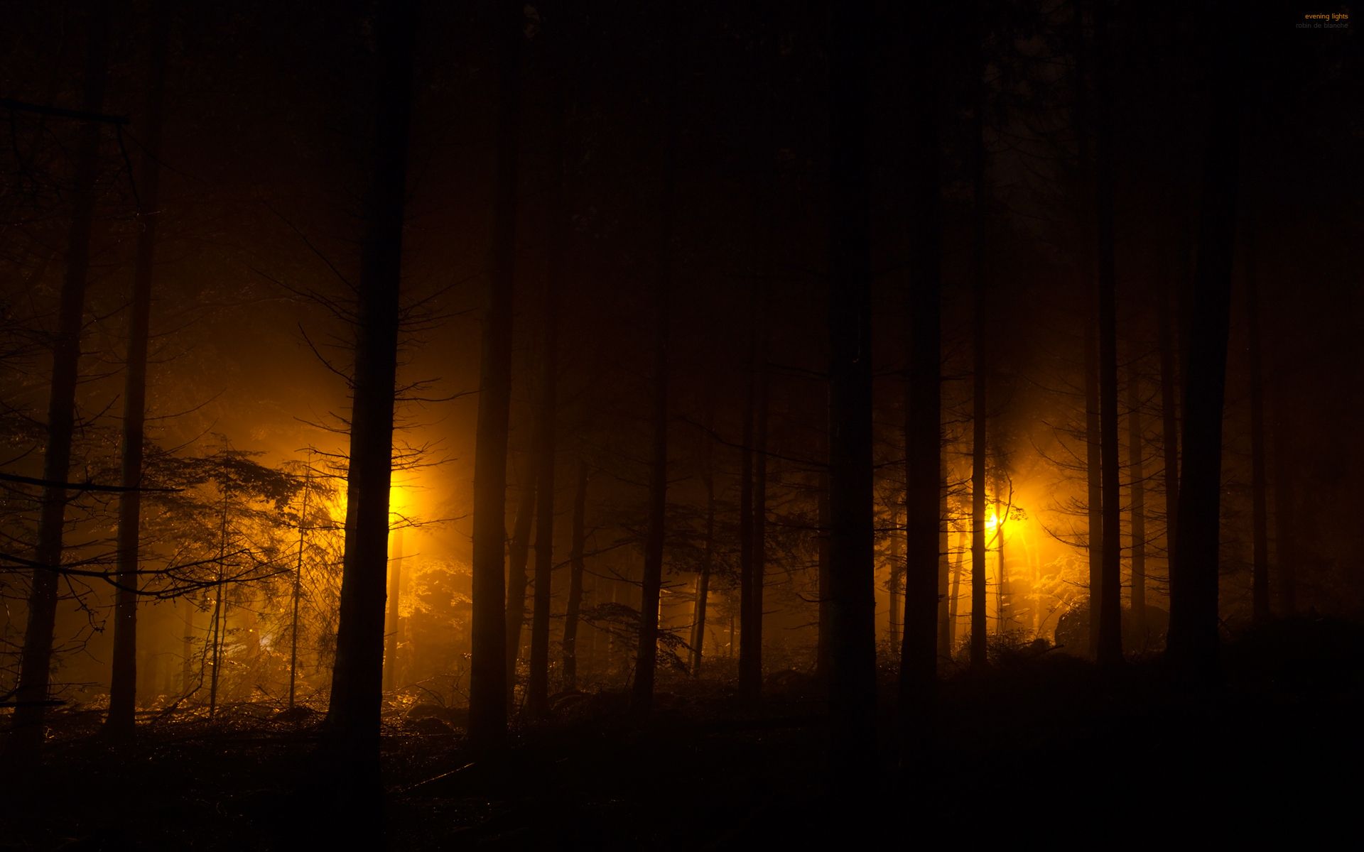 Fonds d'cran Nature Arbres - Forts 