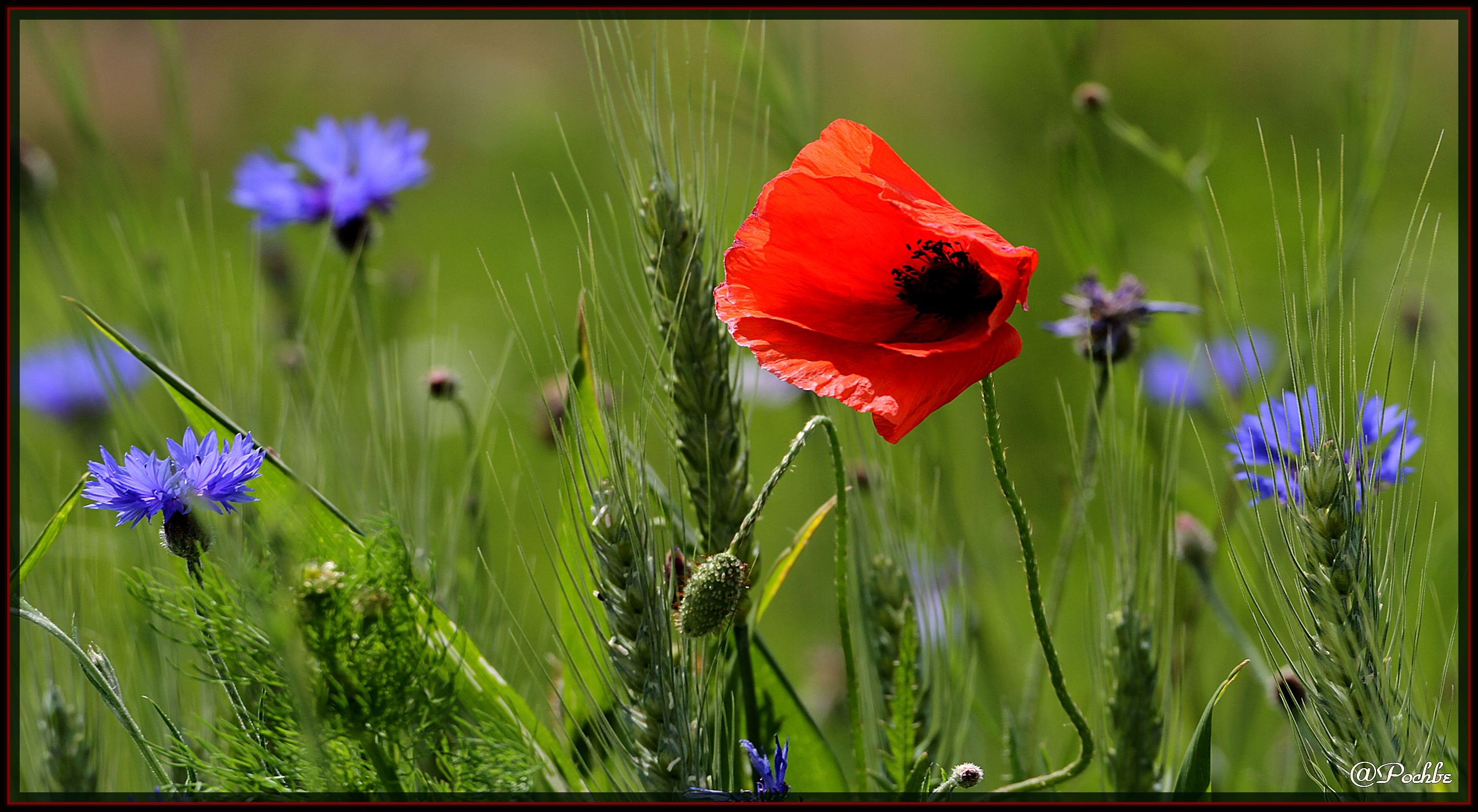 Fonds d'cran Nature Fleurs 