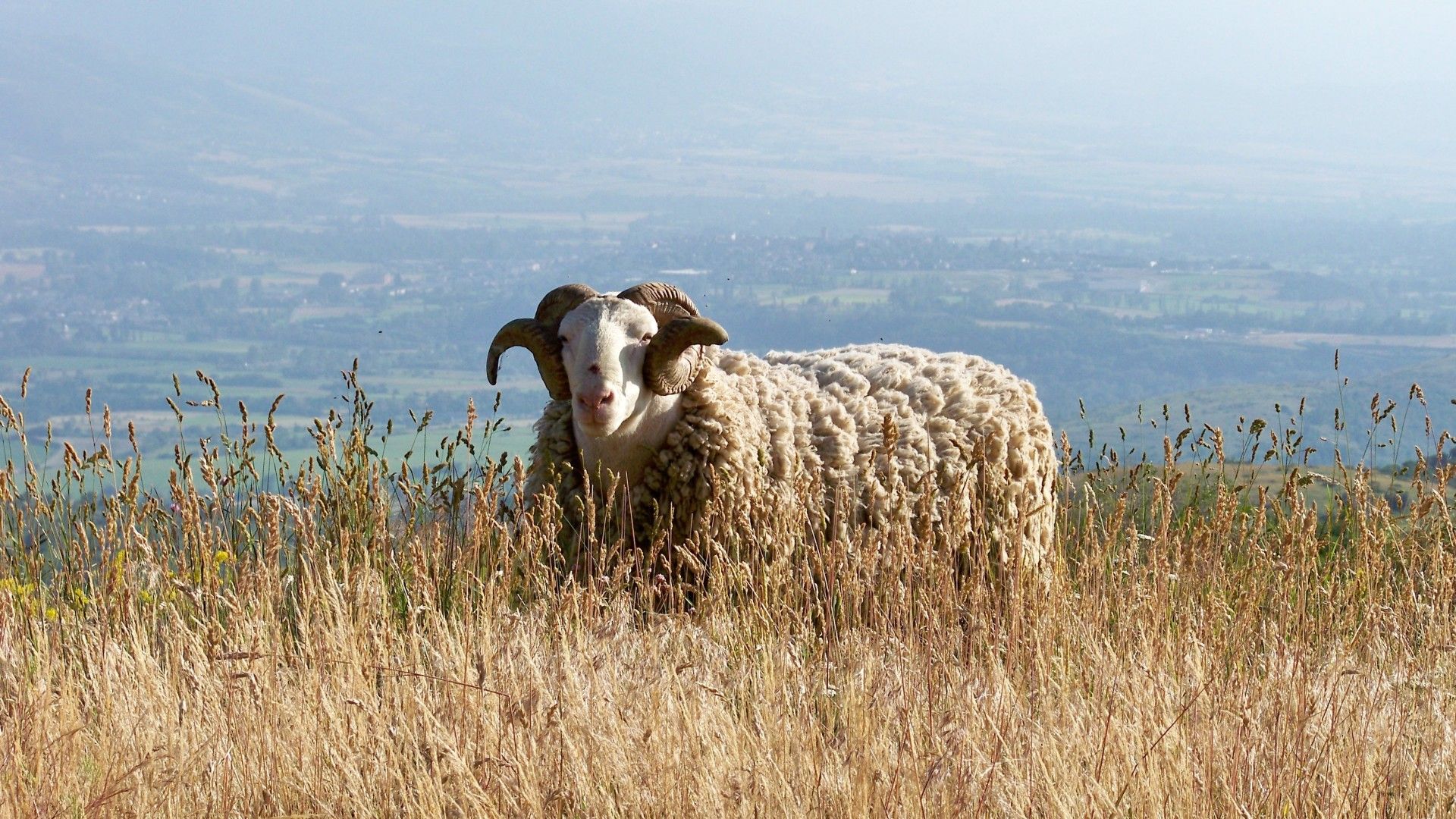 Fonds d'cran Animaux Blier 