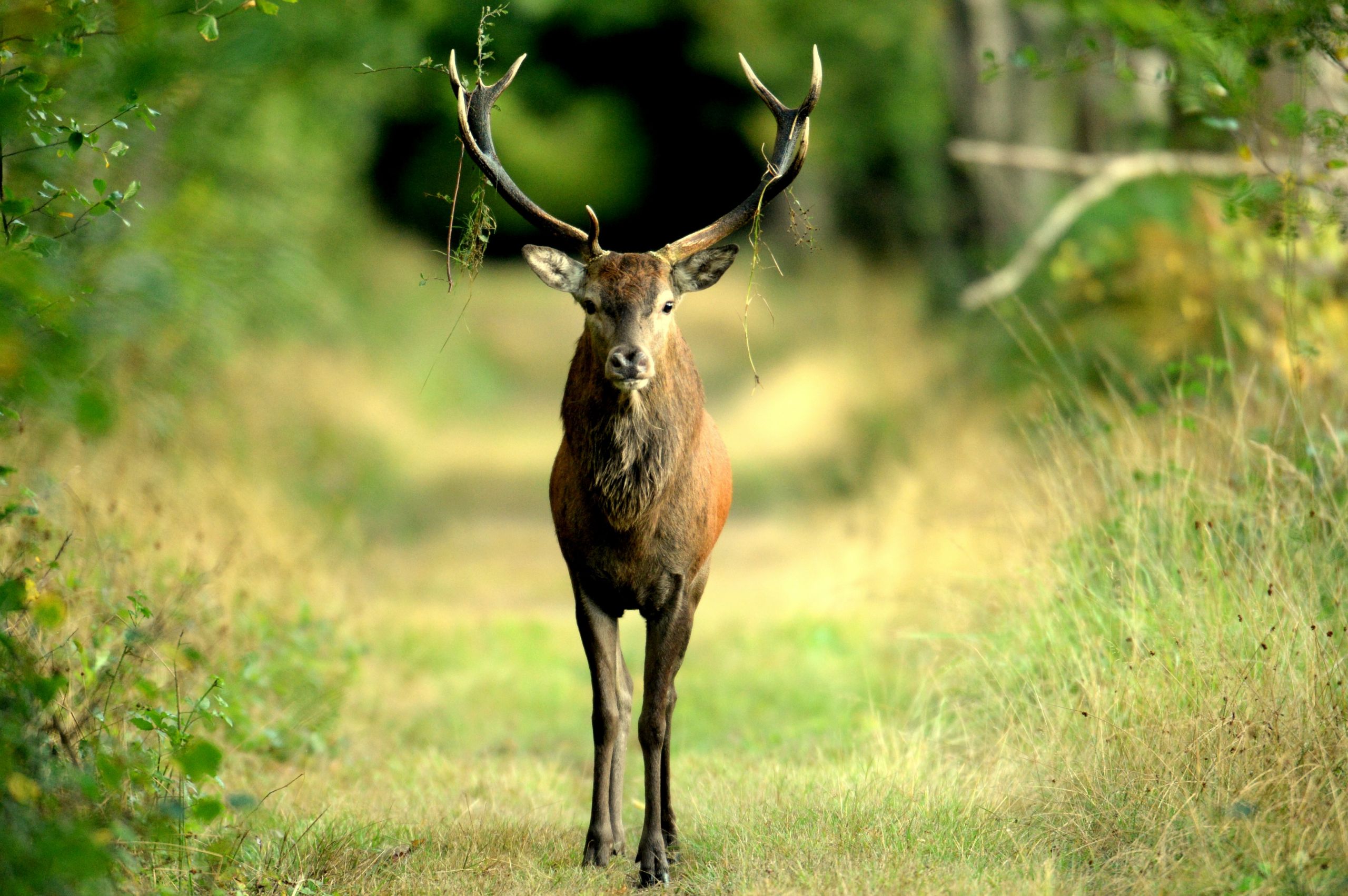 Fonds d'cran Animaux Cervids 