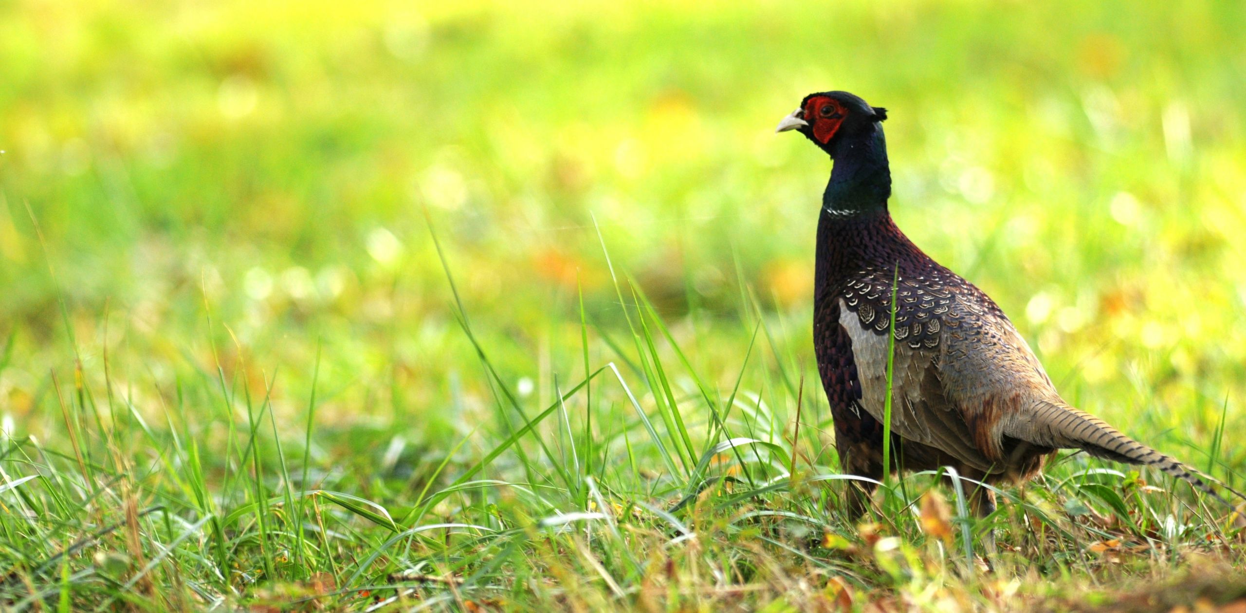 Fonds d'cran Animaux Oiseaux - Faisans 