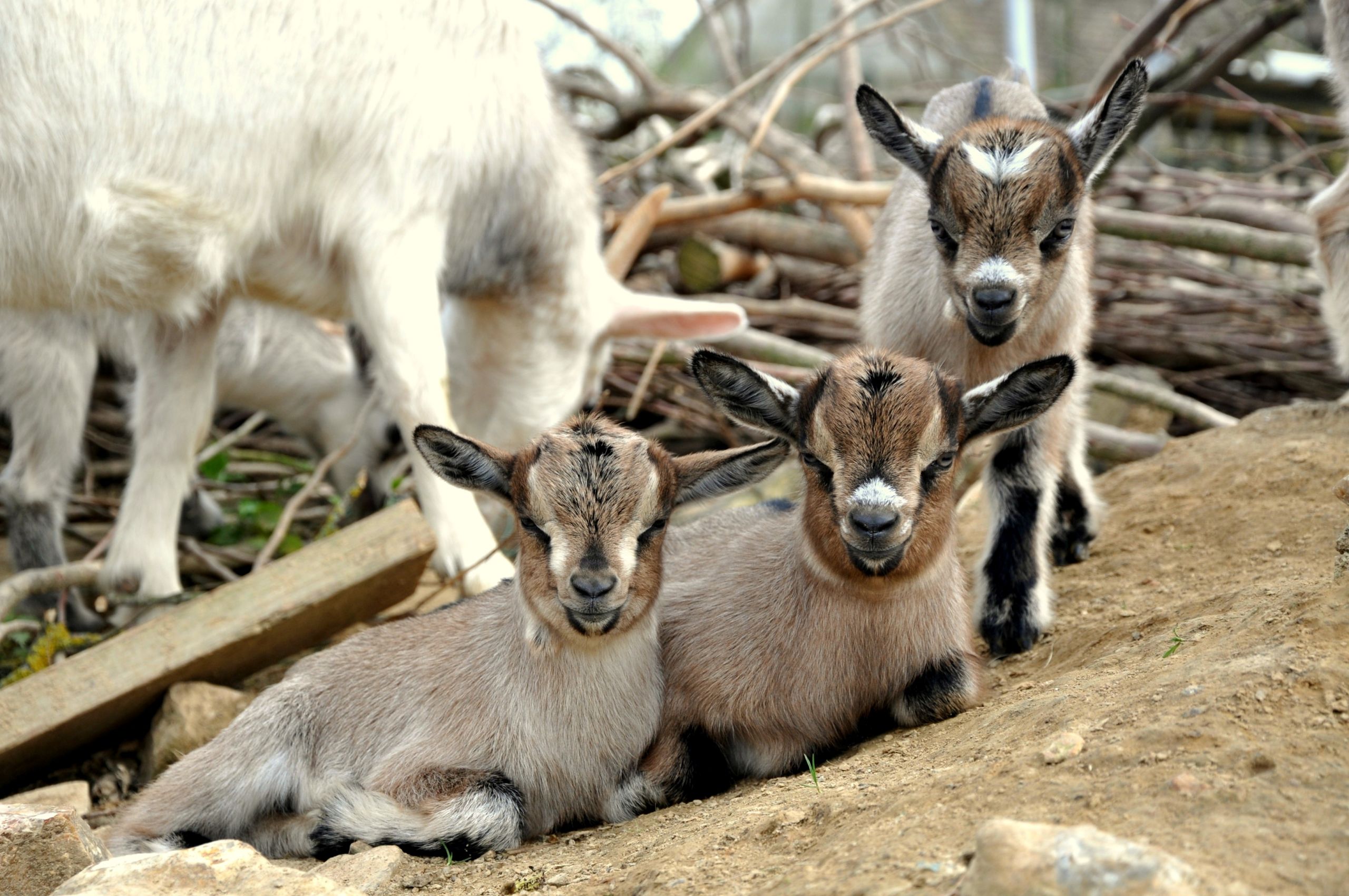 Wallpapers Animals Goats 