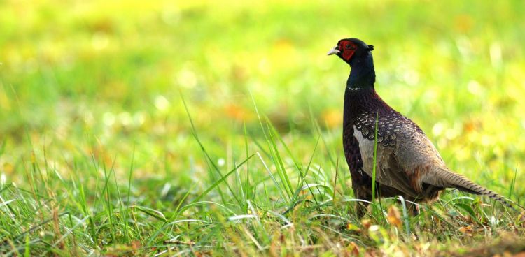 Fonds d'cran Animaux Oiseaux - Faisans Wallpaper N428968