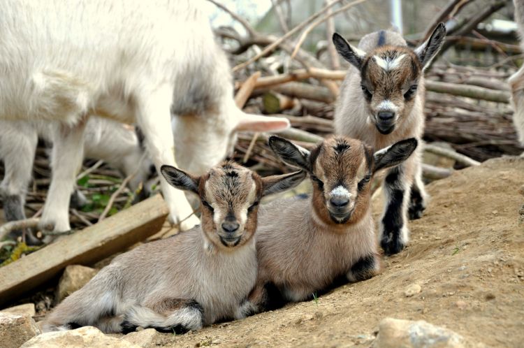 Wallpapers Animals Goats Wallpaper N428969