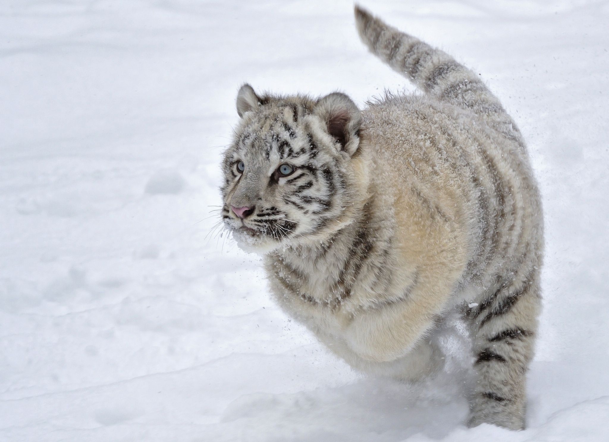 Fonds d'cran Animaux Flins - Tigres 