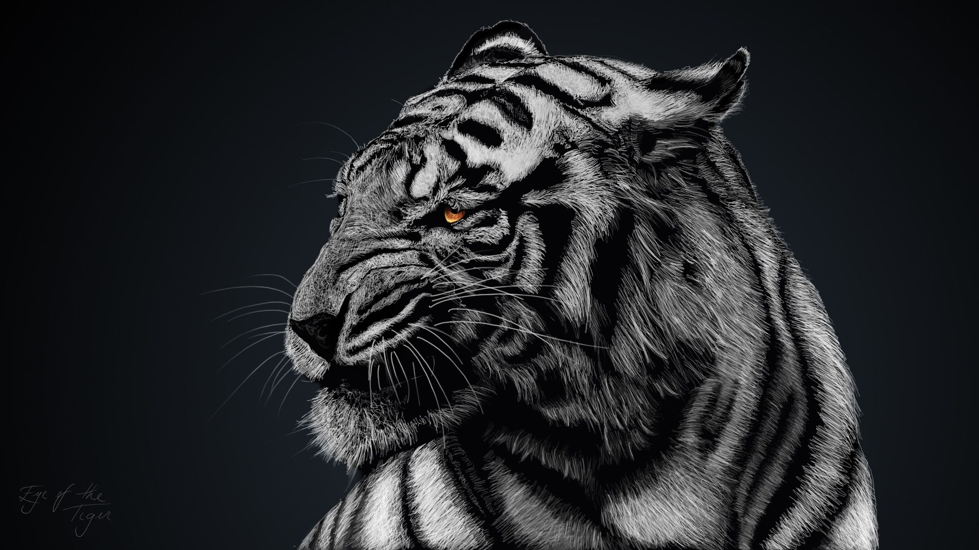 Wallpapers Animals Felines - Tigers 