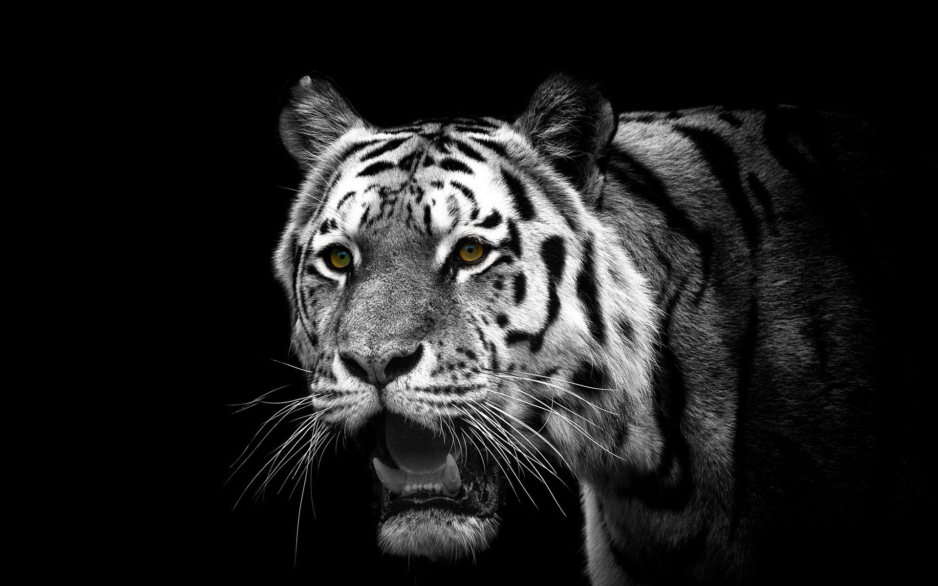 Wallpapers Animals Felines - Tigers 