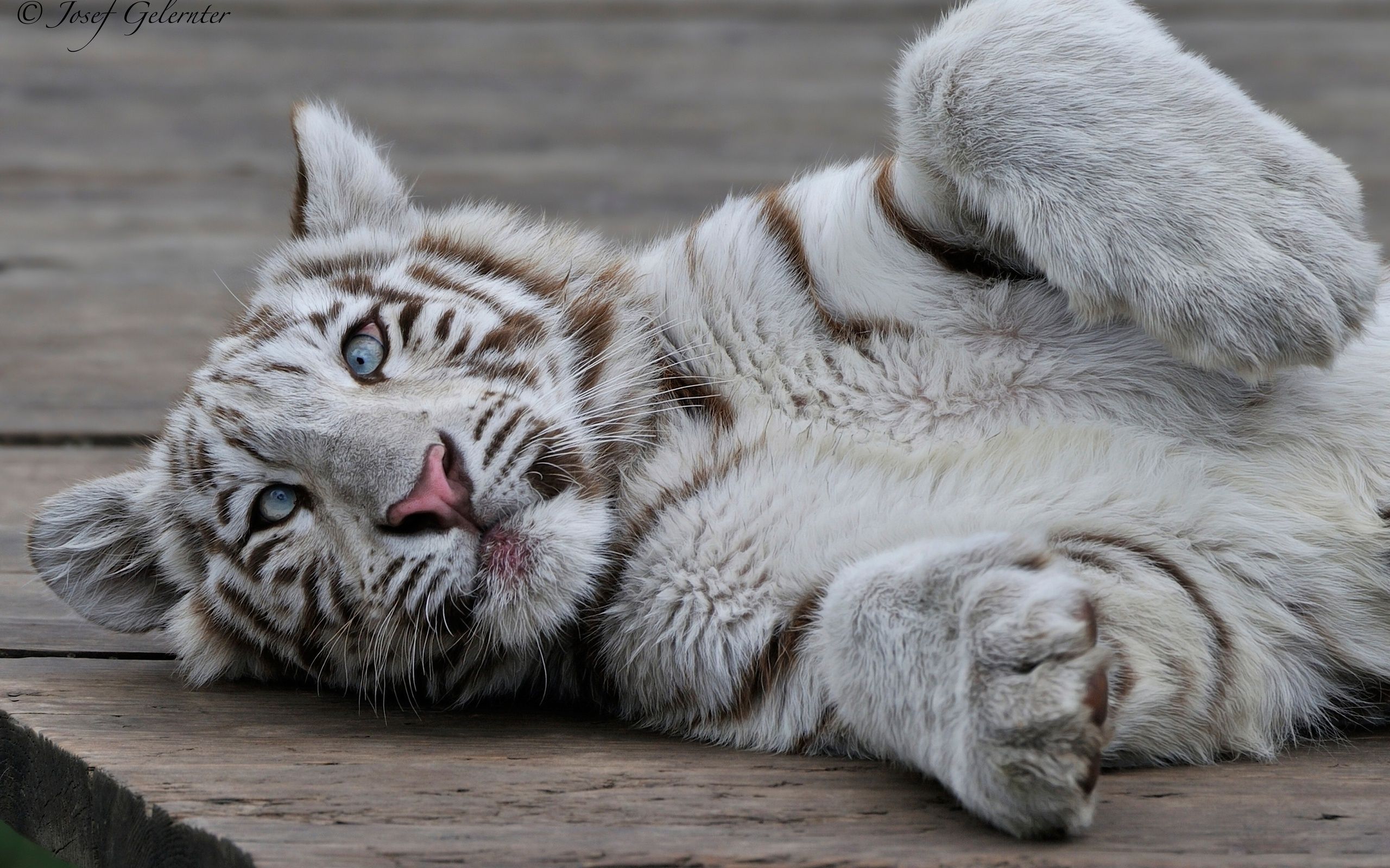 Fonds d'cran Animaux Flins - Tigres 