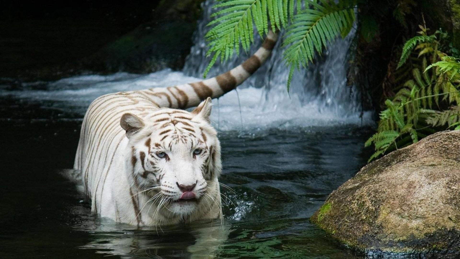 Fonds d'cran Animaux Flins - Tigres 