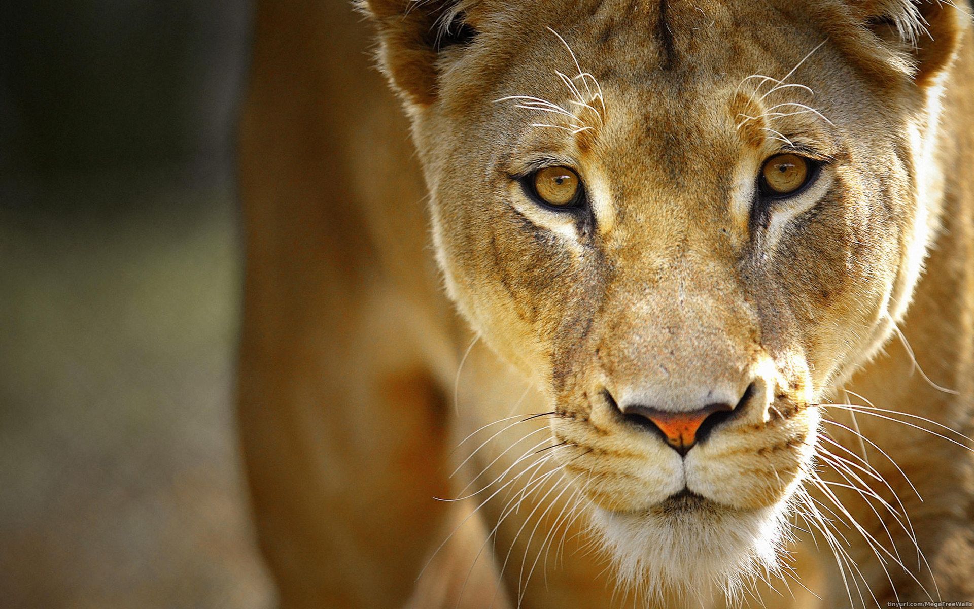 Fonds d'cran Animaux Flins - Lions 