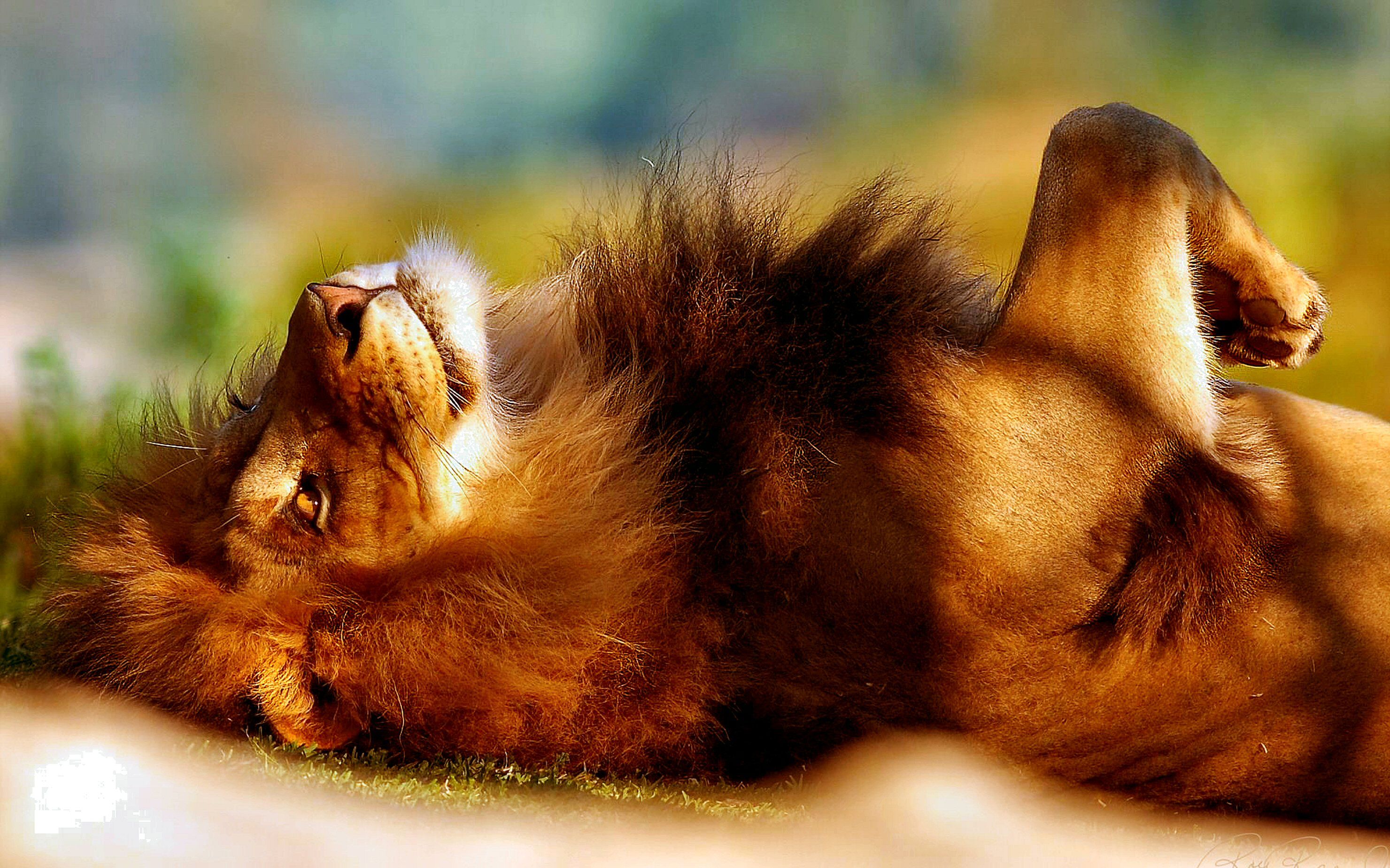 Wallpapers Animals Felines - Lions 