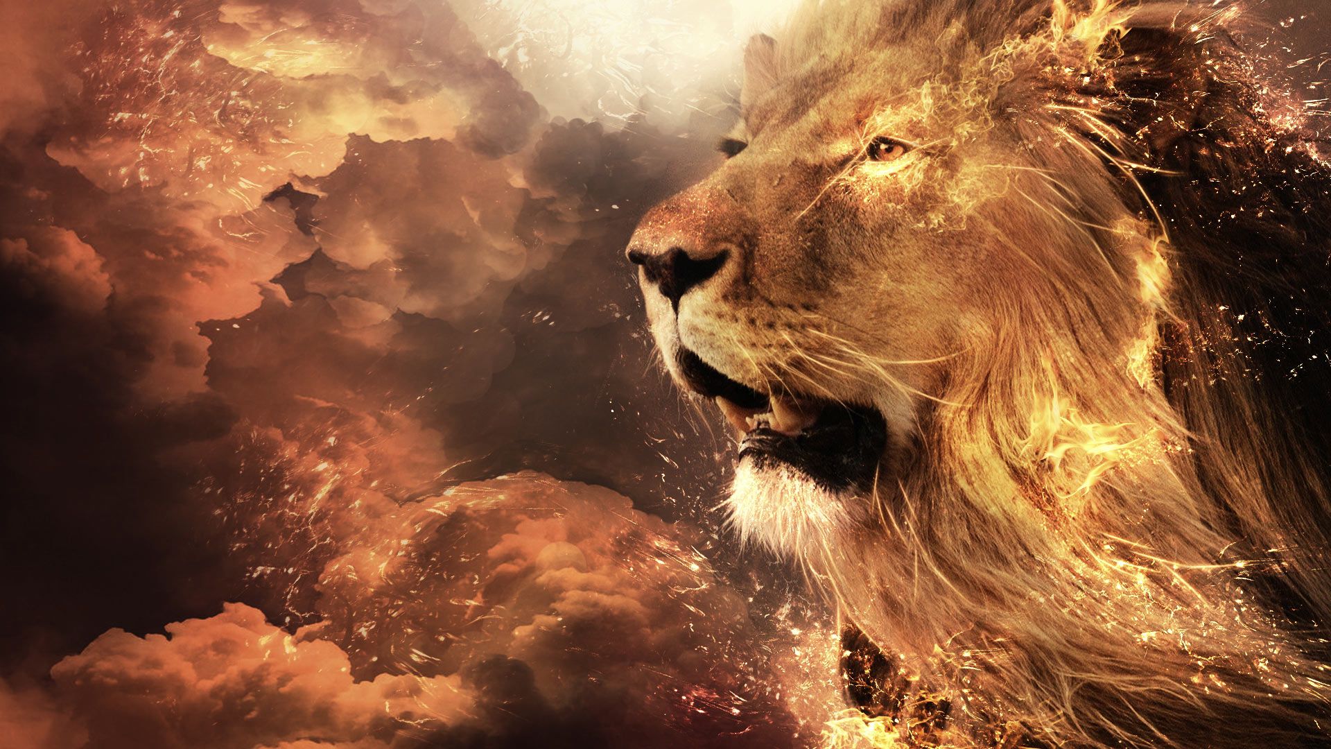 Wallpapers Animals Felines - Lions 