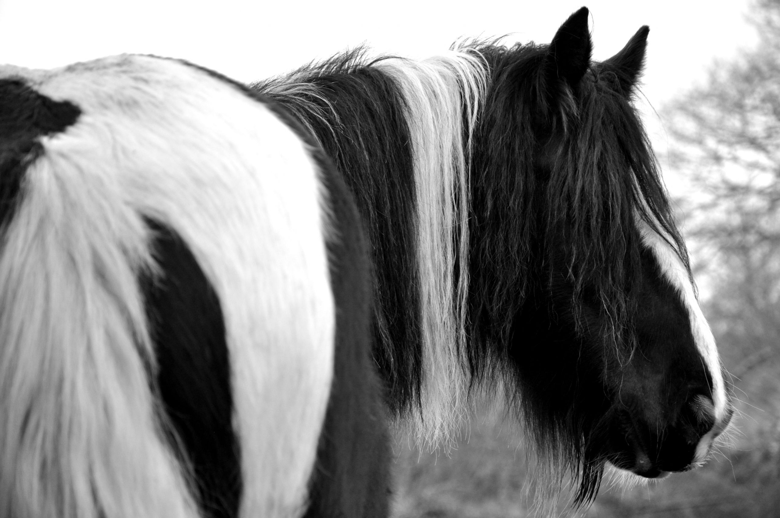 Fonds d'cran Animaux Chevaux Nalla