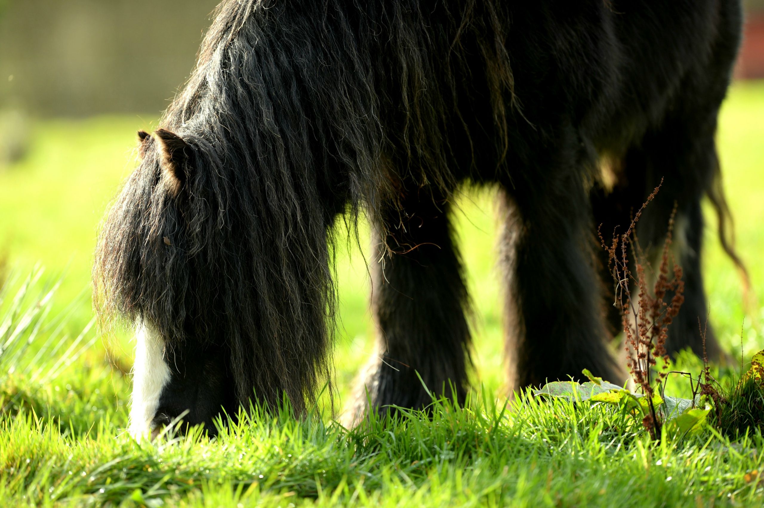 Fonds d'cran Animaux Chevaux Midnight