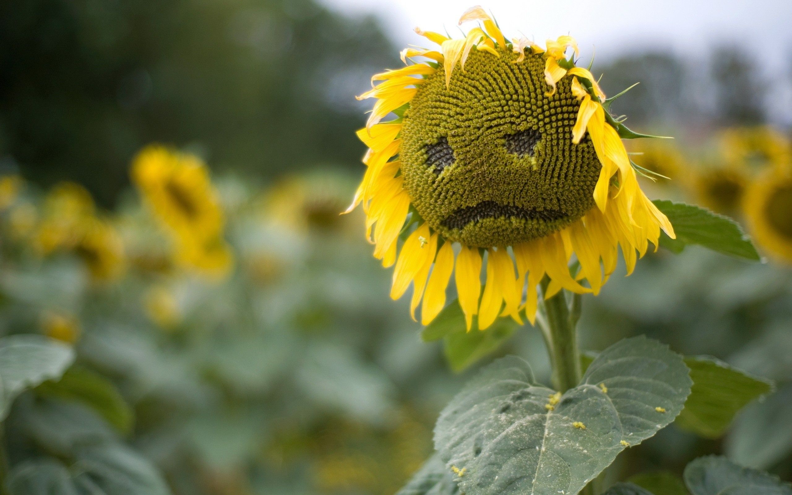 Fonds d'cran Nature Fleurs 