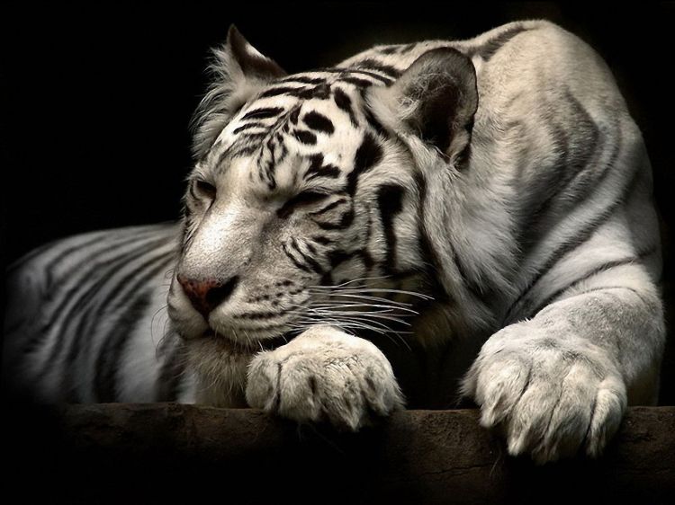 Fonds d'cran Animaux Flins - Tigres Wallpaper N428764