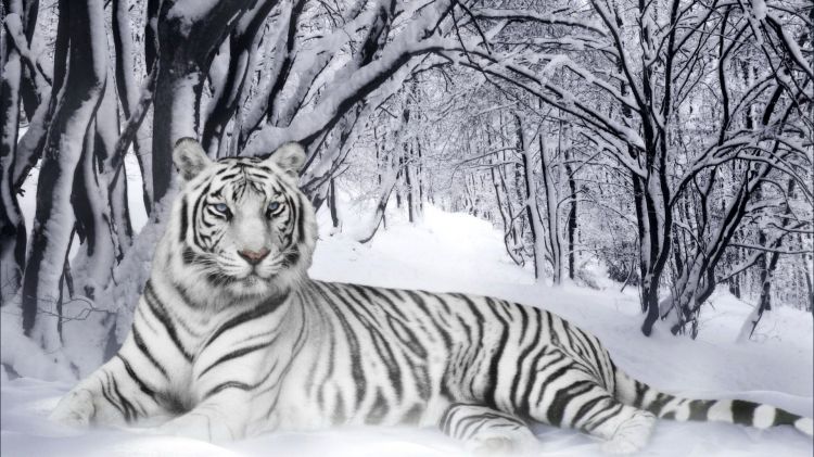 Fonds d'cran Animaux Flins - Tigres Wallpaper N428767