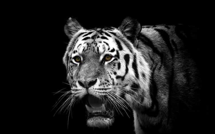 Wallpapers Animals Felines - Tigers Wallpaper N428770