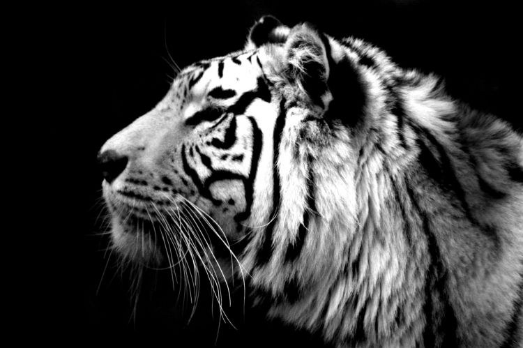 Wallpapers Animals Felines - Tigers Wallpaper N428771