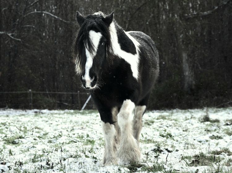 Fonds d'cran Animaux Chevaux Nalla 