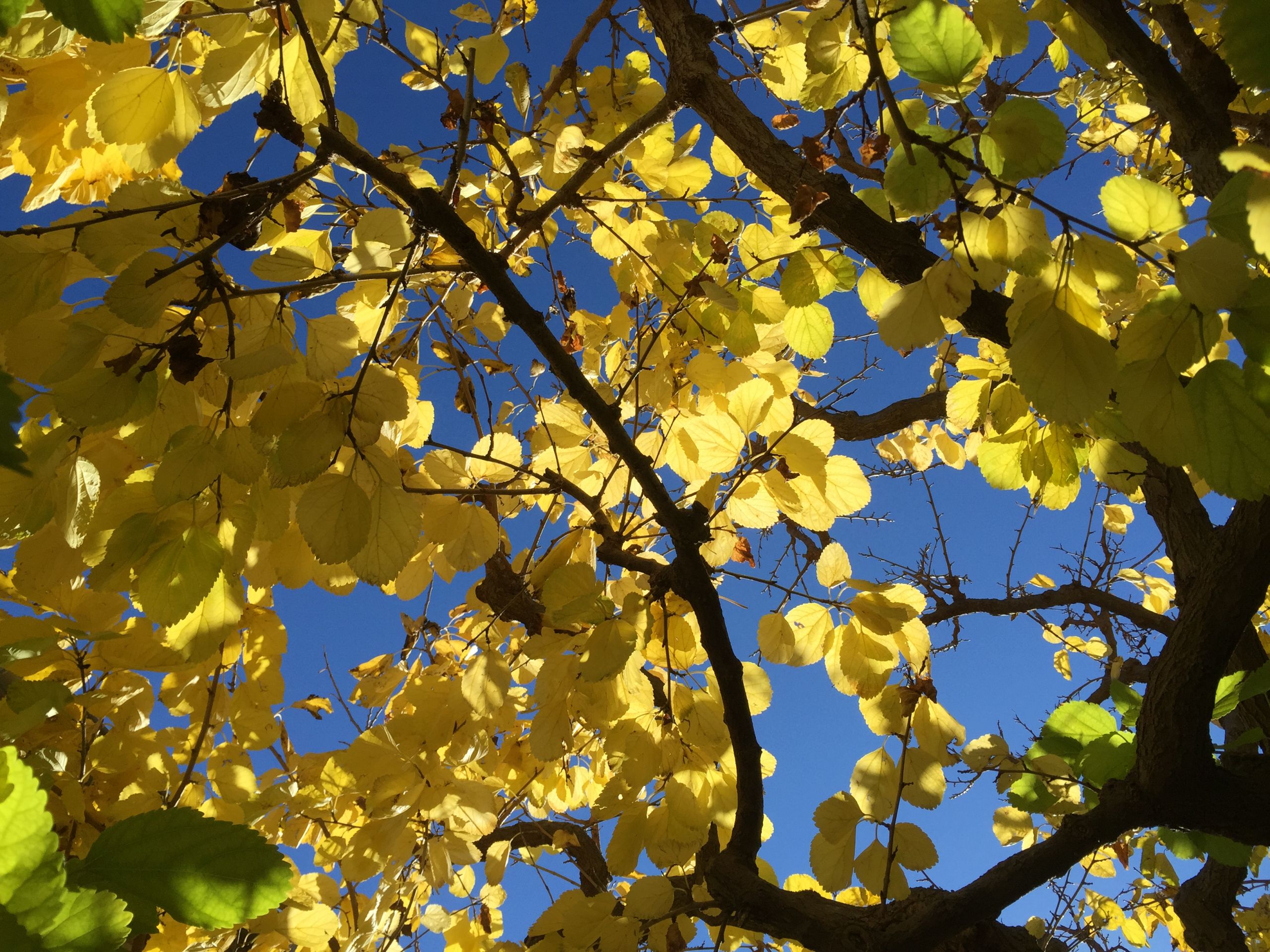 Wallpapers Nature Trees - Forests Danses dans le ciel