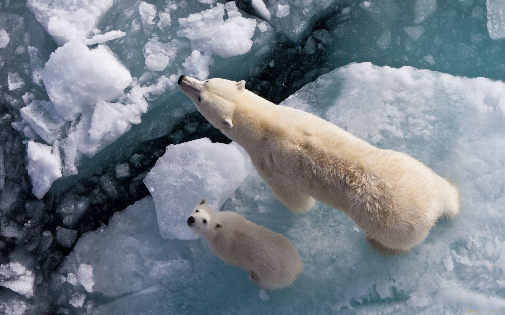 Fonds d'cran Animaux Ours 