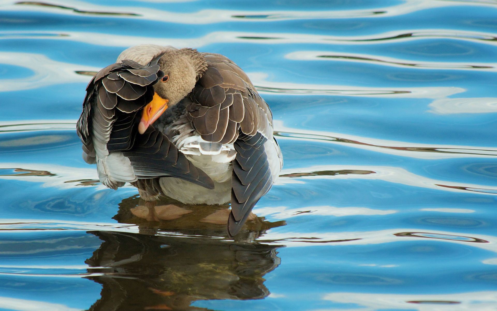 Wallpapers Animals Birds - Ducks 